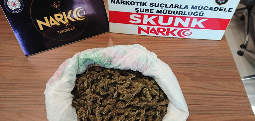 Tekirdağ’da 3 ayrı poşette 503 gram skunk maddesi yakalandı