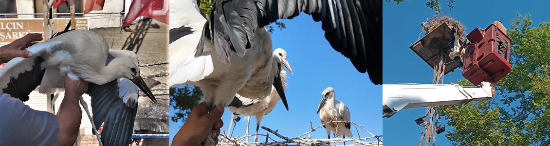 Süleymanpaşa Belediyesinden Yuvadan Düşen Yavru Leyleğe Yardım Eli